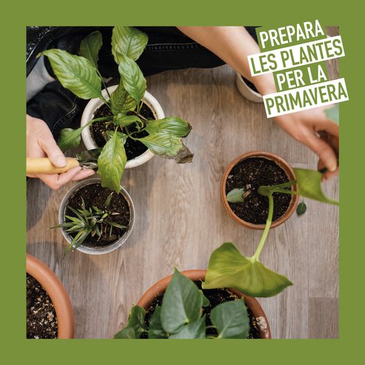 Prepara les plantes per a la primavera 46 339731702 529760285990555 2410122535783296063 n